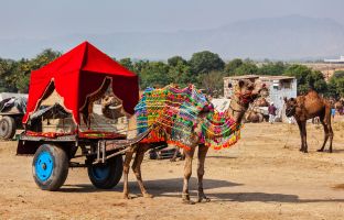Golden Triangle Tour with Pushkar