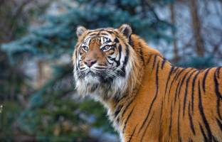 Golden Triangle Tour with Ranthambore by Car