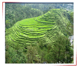 Uttranchal Tour
